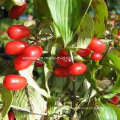 Cornus Extract 10% 98% Loganin